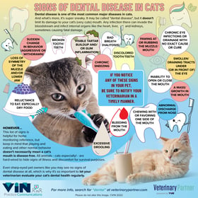 Signs-of-Dental-Disease-in-CATS